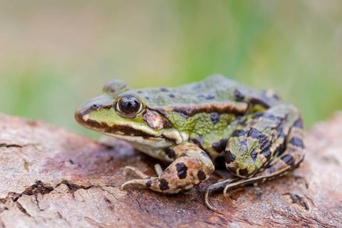 Water frog, (Pelophylax spec), green frog, frogs, family of the true frogs, Wormser Ried, district