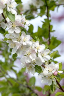 Ornamental apple (Malus 'Veitch's Scarlet'), Anchers Havecenter, Ditfurt, Saxony-Anhalt, Germany