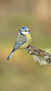 Blue tit (Parus caeruleus), sitting on a branch overgrown with reindeer lichen (Cladonia