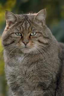 European wildcat (Felis silvestris silvestris), portrait, captive, North Rhine-Westphalia, Germany