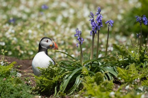 Atlantic puffin (Fratercula arctica) adult auk seabird bird amongst flowering Sea campion and
