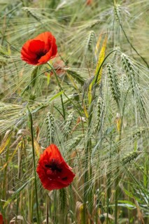 Poppy flower (Papaver rhoeas) in a grain field, Mecklenburg-Western Pomerania, Germany