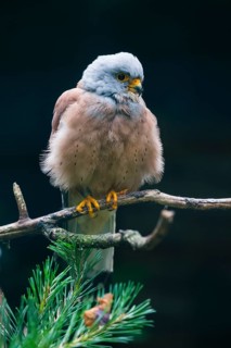 Lesser Kestrel (Falco naumanni), adult male, perched on branch, captive, Germany