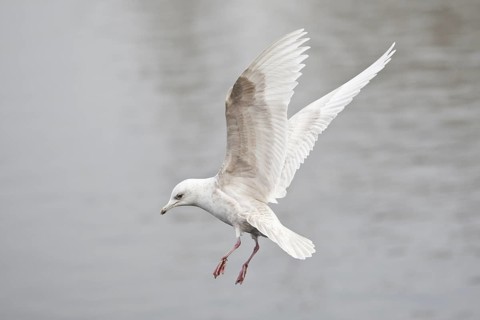 Iceland Gull (Larus glaucoides) juvenile flying, Lower Saxony, Germany