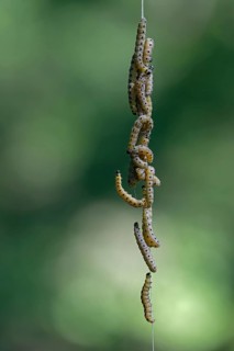 Caterpillars of the gypsy moth hanging on a spinning thread. Tiergarten Berlin, Germany