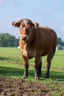 Buntscheck cow on the pasture, Franconia, Bavaria, Germany