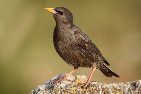 Spotless Starling (Sturnus unicolor) on a stone, Castile-La Mancha, Spain