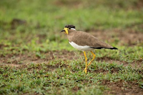 Yellow-wattled Lapwing (Vanellus malabaricus) perched on the ground, Udawalawe National Park, Sri