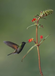 Black-bellied Hummingbird (Eupherusa nigriventris), Costa Rica