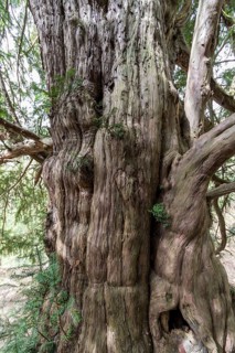 The 1000-year-old yew tree (Taxus) on the Lederberg in Schlottwitz in the Müglitz Valley,