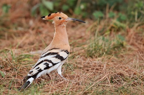 Hoopoe (Upupa epops), Algarve, Portugal