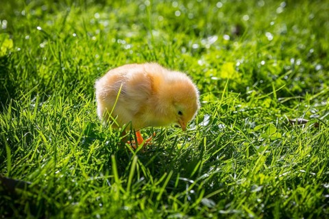 Chicks of domestic fowl (Gallus gallus domesticus) in the meadow