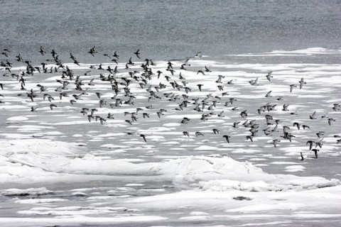 Rock Sandpiper Calidris ptilocnemis Homer, Alaska, United States 25 February Adults in winter
