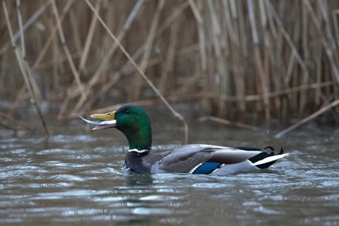 Mallard (Anas platyrhynchos) male eating fish, Mecklenburg-Western Pomerania, Germany