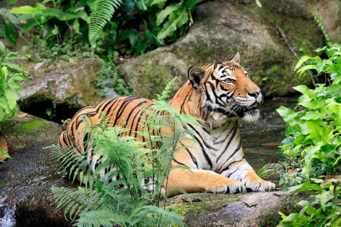 Malaysia tiger (Panthera tigris jacksoni), adult, portrait, sitting, alert, Malaysia, Southeast