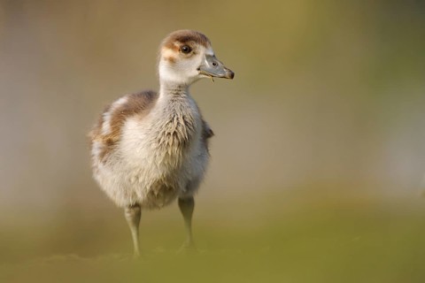Egyptian Goose (Alopochen aegyptiaca) juvenile, North Rhine-Westphalia, Germany