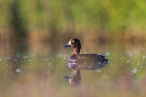 Tufted Duck (Aythya fuligula) female, North Rhine-Westphalia, Germany