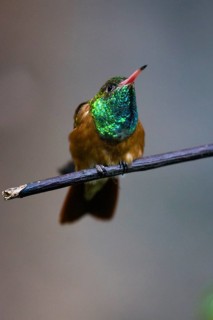 Buff-bellied Humming bird (Amazillia yucatanensis), adult male, showing its brilliant iridescent