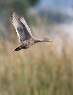 Yellow-billed Pintail (Anas georgica) flying, Imbabura, Ecuador