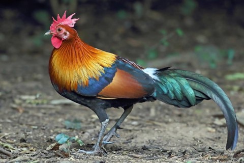 Red Junglefowl (Gallus gallus) male, Thailand