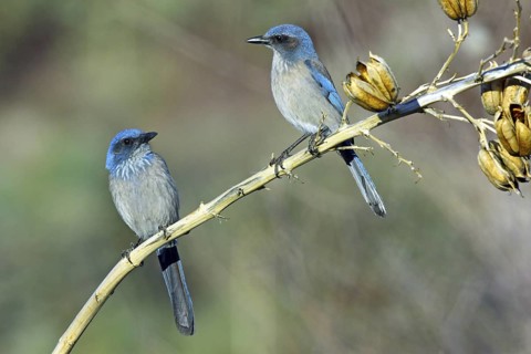Woodhouse’s Scrub-Jay Aphelocoma woodhouseii Tucson, Pima County, Arizona, United States 12 March