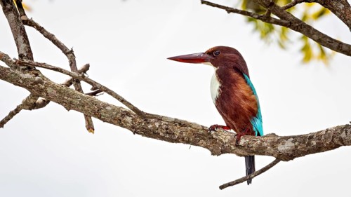 A kingfisher sits attentively on a branch in front of a clear sky, brown kingfisher also called
