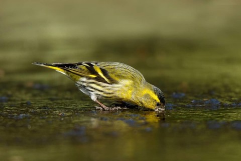 Sijs drinkend, Siskin drinking