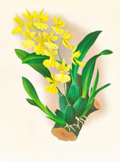 Orchid, Oncidium concolor, authentic reproduction of an illustration by Jean Jules Linden (1817 -