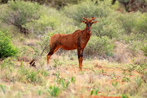 Tsessebe (Damaliscus lunatus), lyrebird, crescent moon antelope, adult, alert, Mokala National