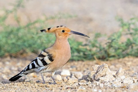 Hoopoe, (Upupa epops), biotope, habitat, foraging, sideways, animals, birds, Israel