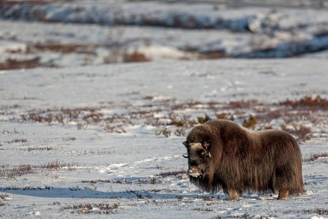 Although the musk ox cow (Ovibos moschatus) is blind, it is in excellent physical condition, but as