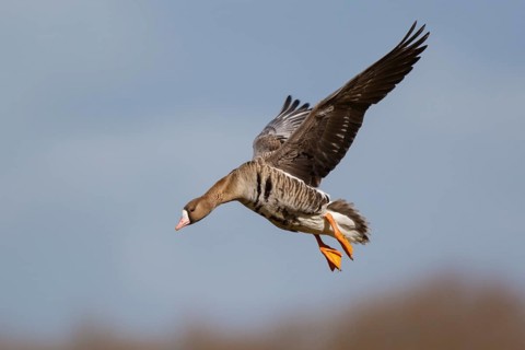 Greater White-fronted Goose (Anser albifrons) landing, North Rhine-Westphalia, Germany