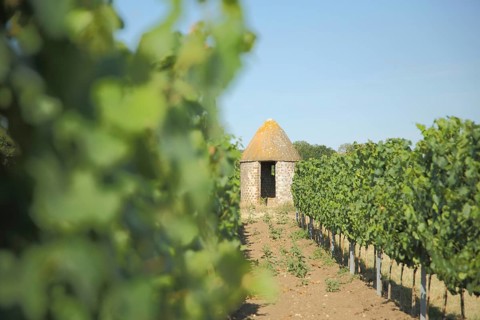 Trullo with vines, grapes, vineyard houses, wine-growing region, depth blur, Flörsheim-Dalsheim,