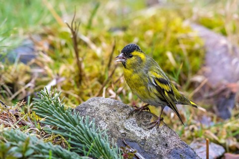 Eurasian Siskin (Spinus spinus) male at garden pond, Mecklenburg-Western Pomerania, Germany