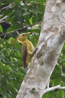 Cream-colored Woodpecker (Celeus flavus) perched on a branch in Ecuador, South America