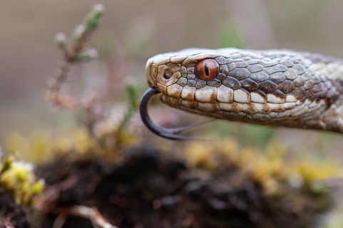 Adder (Vipera berus) in the moor, Goldenstedter Moor, Goldenstedt, Lower Saxony, Germany