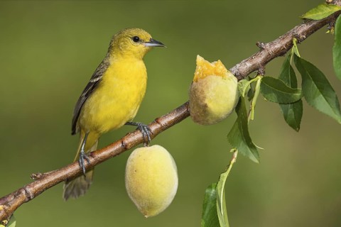 Orchard Oriole (Icterus spurius) female perched on a branch, Texas, USA