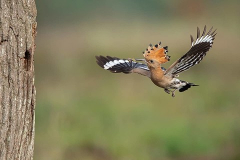 Hoopoe in flight (Upupa epops), Faßberg, Lower Saxony, Germany