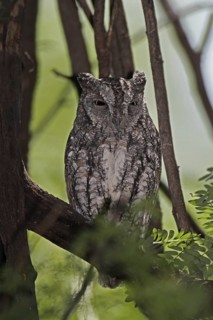 African Scops Owl (Otus senegalensis), Lake Baringo, Kenya
