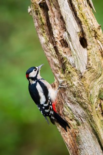 Great spotted woodpecker (Dendrocopos major) sitting on an old wrotten tree trunk in late summer,