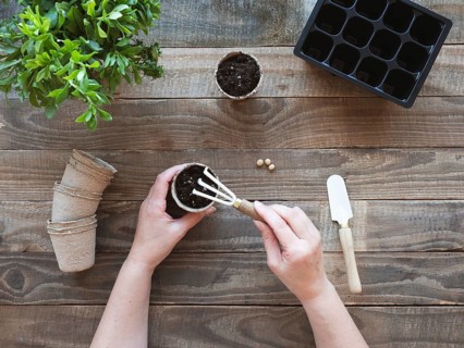 Hands planting seeds into a peat pot with gardening tools on a wooden table
