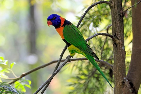 Red-naped Lorikeet (Trichoglossus rubritorquis), Darwin All-coloured Lorikeet, adult, on tree,