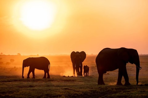 African elephant (Loxodonta africana), silhouette, sunset, atmospheric light, Ihaha, Chobe National