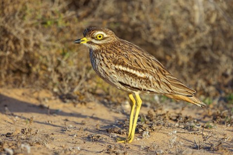 Curlew, Animals, Birds, (Burhinus oedicnemus), Biotope, Habitat, Foraging, Curlew family, Canary