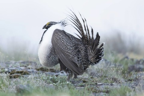 Sage Grouse (Centrocercus urophasianus) male mating, Idaho, USA