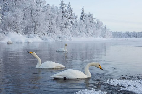 Whooper Swan (Cygnus cygnus) group, Finland