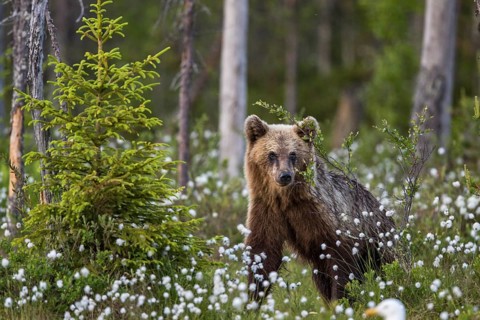 European brown bear (Ursus arctos), Europe, Scandinavia, Finland