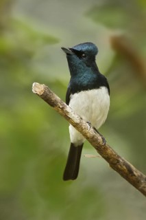 Satin Flycatcher (Myiagra cyanoleuca) male, Tasmania, Australia