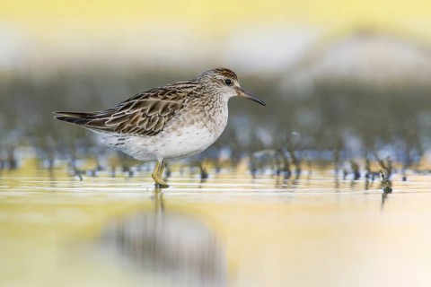 Sharp-tailed Sandpiper (Calidris acuminata), Victoria, Australia