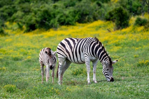 Burchell's zebra (Equus quagga burchelli) with foal standing in a flower meadow, Addo Elephant